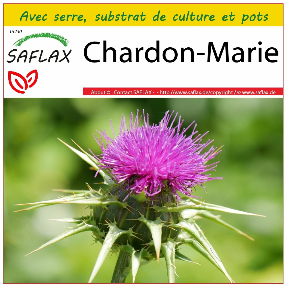 Ensemble de culture - chardon-marie - 75 graines - silybum marianum