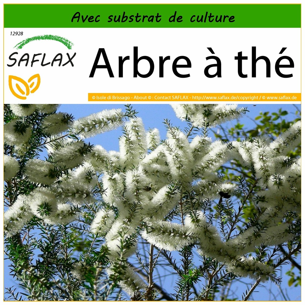 Arbre à thé - 400 graines - avec substrat - melaleuca alternifolia