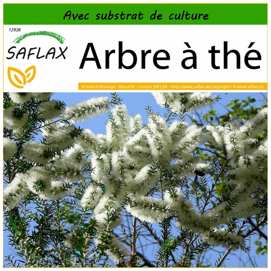 Arbre à thé - 400 graines - avec substrat - melaleuca alternifolia