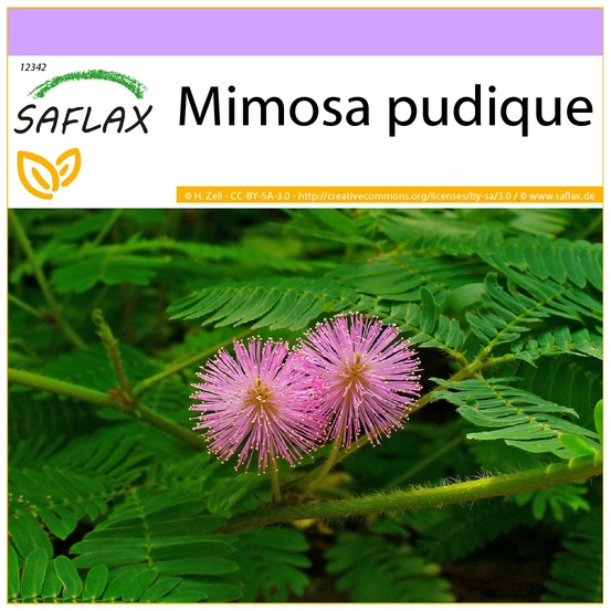 Mimosa pudique - 70 graines - mimosa pudica