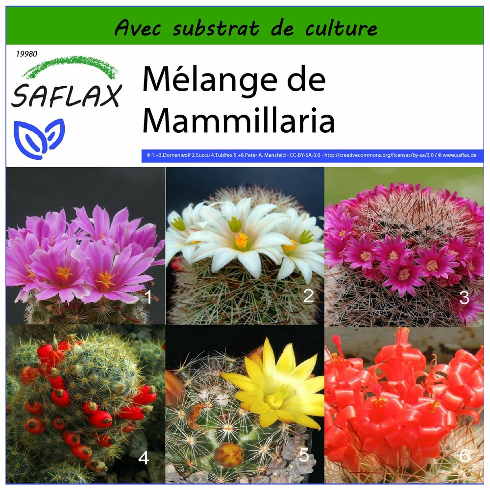 Mélange de mammillaria - 40 graines - avec substrat - mammilaria mix