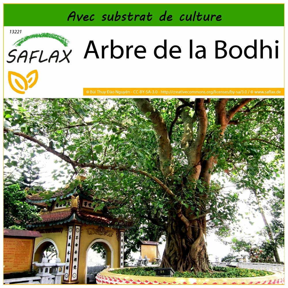 Arbre de la bodhi - 100 graines - avec substrat - ficus religiosa