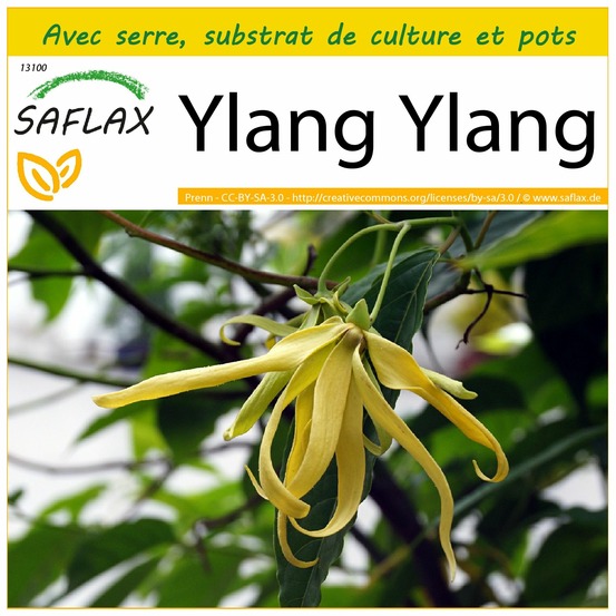Ensemble de culture - ylang ylang - 10 graines - cananga odorata