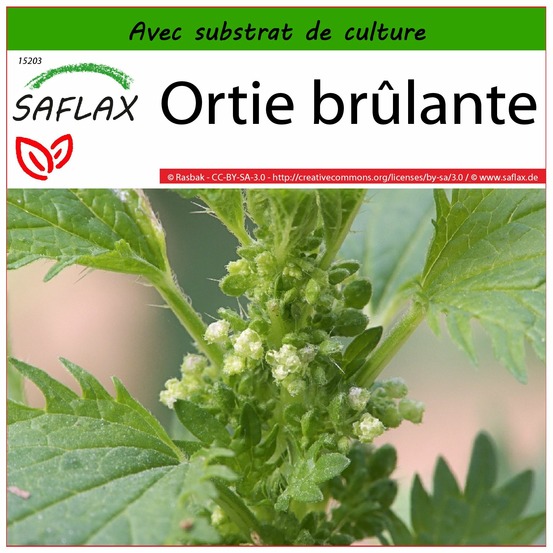 Ortie brûlante - 150 graines - avec substrat - urtica urens