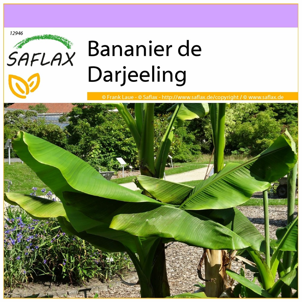Bananier de darjeeling - 5 graines - musa sikkimensis