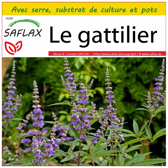 Ensemble de culture - le gattilier - 30 graines - vitex agnus-castus