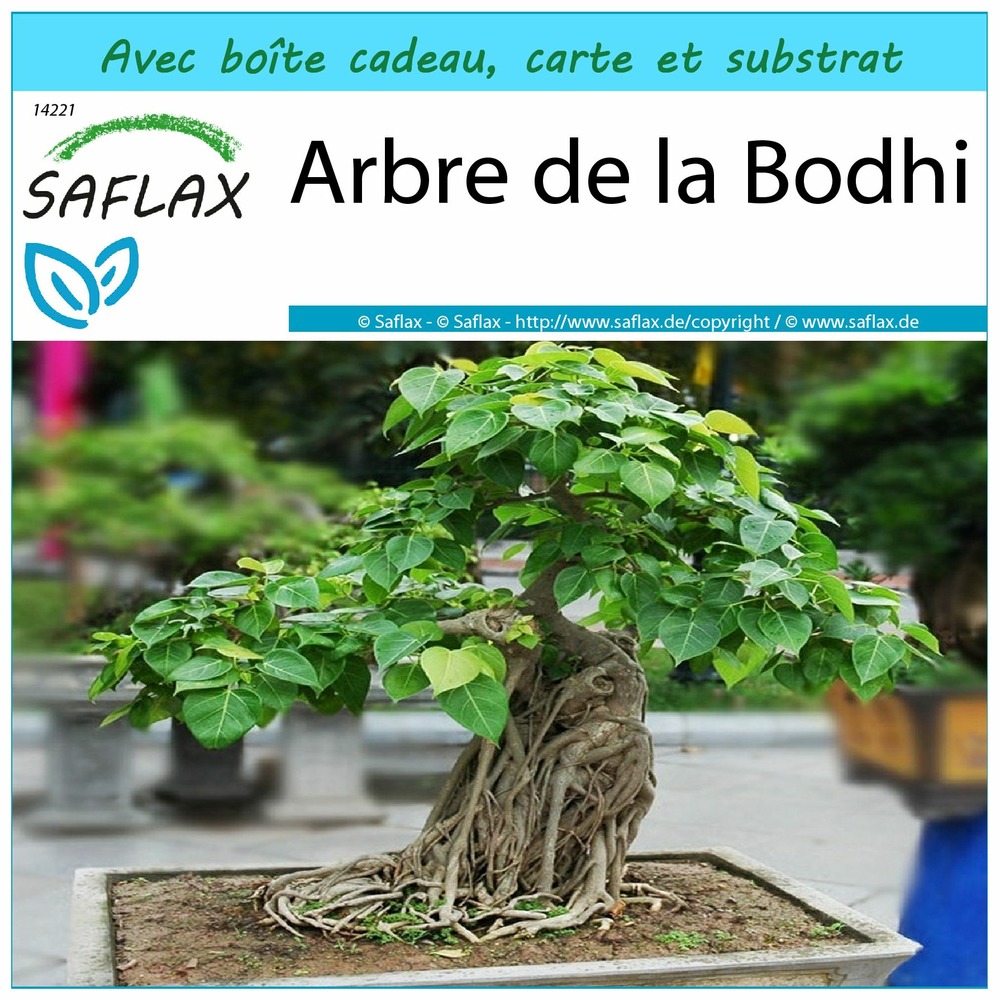 Ensemble-cadeau - arbre de la bodhi - 100 graines - ficus religiosa