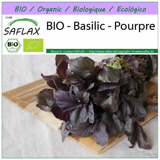 Bio - basilic - pourpre - 400 graines - ocimum basilicum