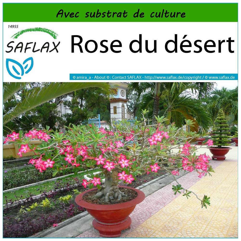 Rose du désert - 8 graines - avec substrat - adenium obesum