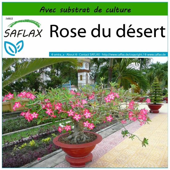 Rose du désert - 8 graines - avec substrat - adenium obesum