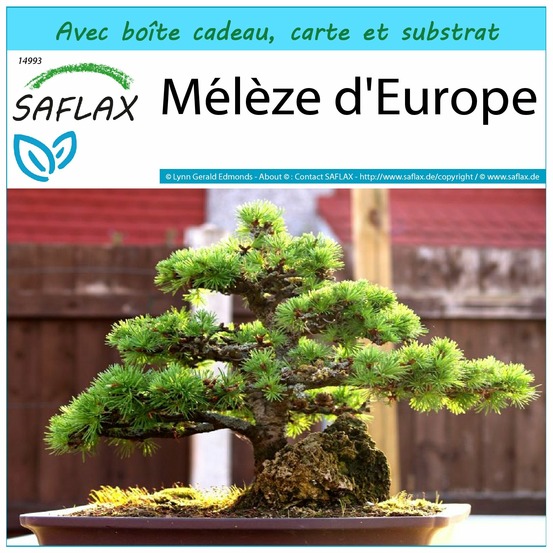 Ensemble-cadeau - mélèze d'europe - 75 graines - larix decidua