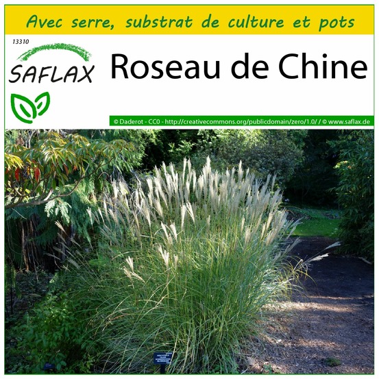 Ensemble de culture - roseau de chine - 200 graines - miscanthus sinensis