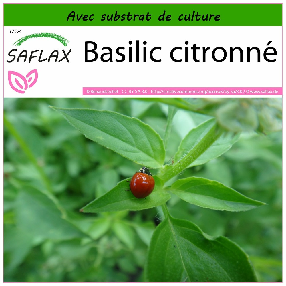 Basilic citronné - 200 graines - avec substrat - ocimum citriodorum