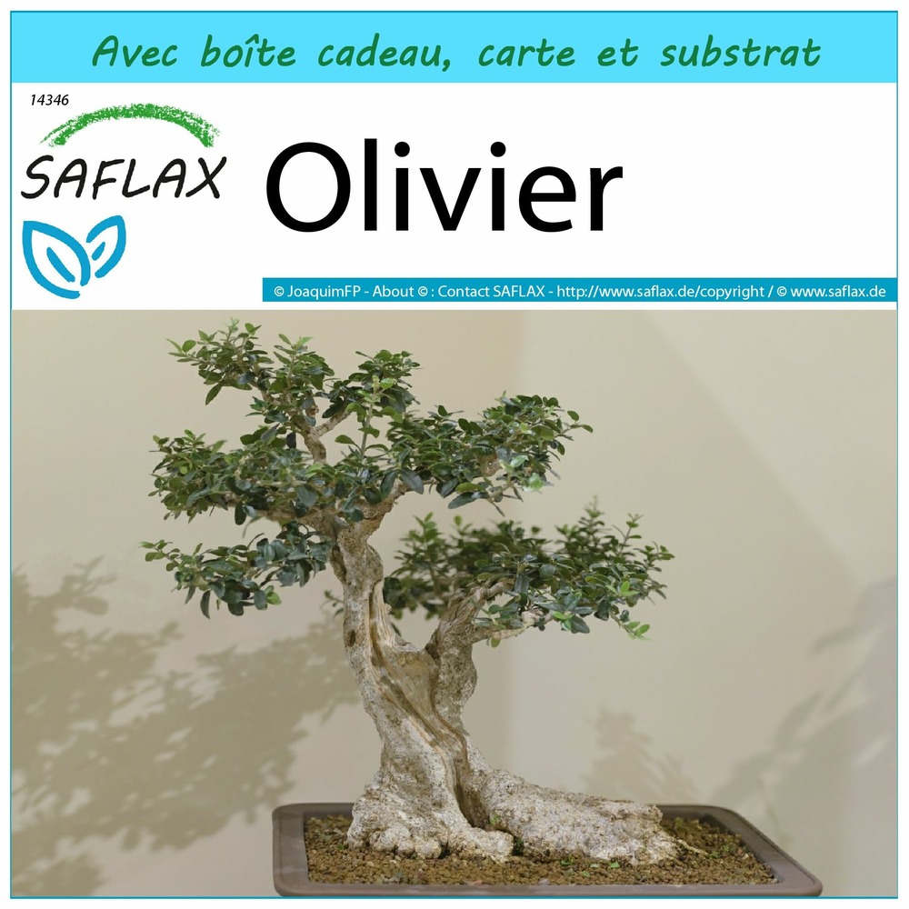 Ensemble-cadeau - olivier - 20 graines - olea europea