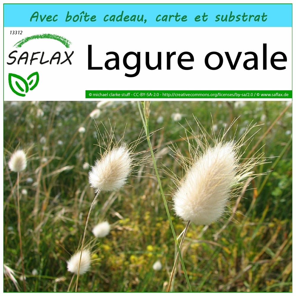 Ensemble-cadeau - lagure ovale - 100 graines - lagurus ovatus