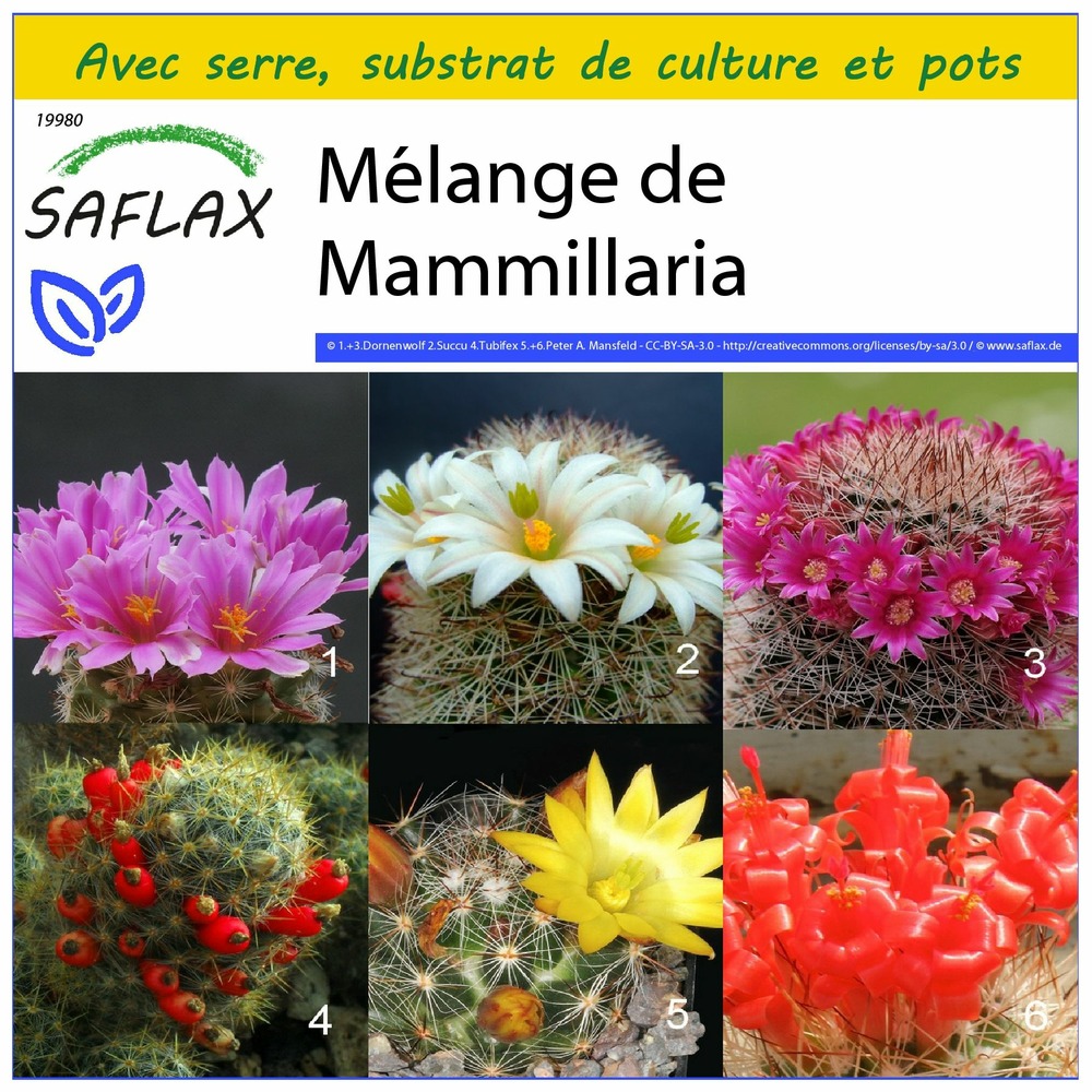 Ensemble de culture - mélange de mammillaria - 40 graines - mammilaria mix