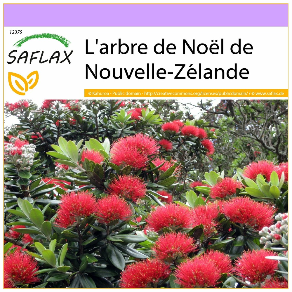L'arbre de noël de nouvelle-zélande - 300 graines - metrosideros excelsa