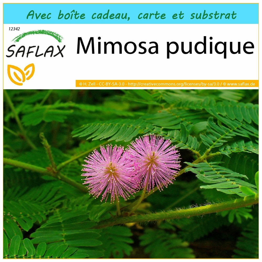Ensemble-cadeau - mimosa pudique - 70 graines - mimosa pudica