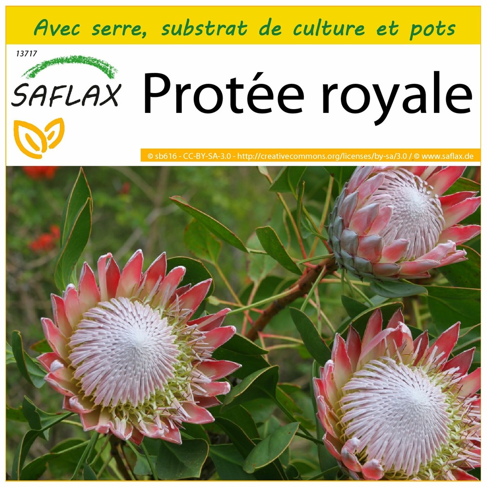 Ensemble de culture - protée royale - 5 graines - protea cynaroides