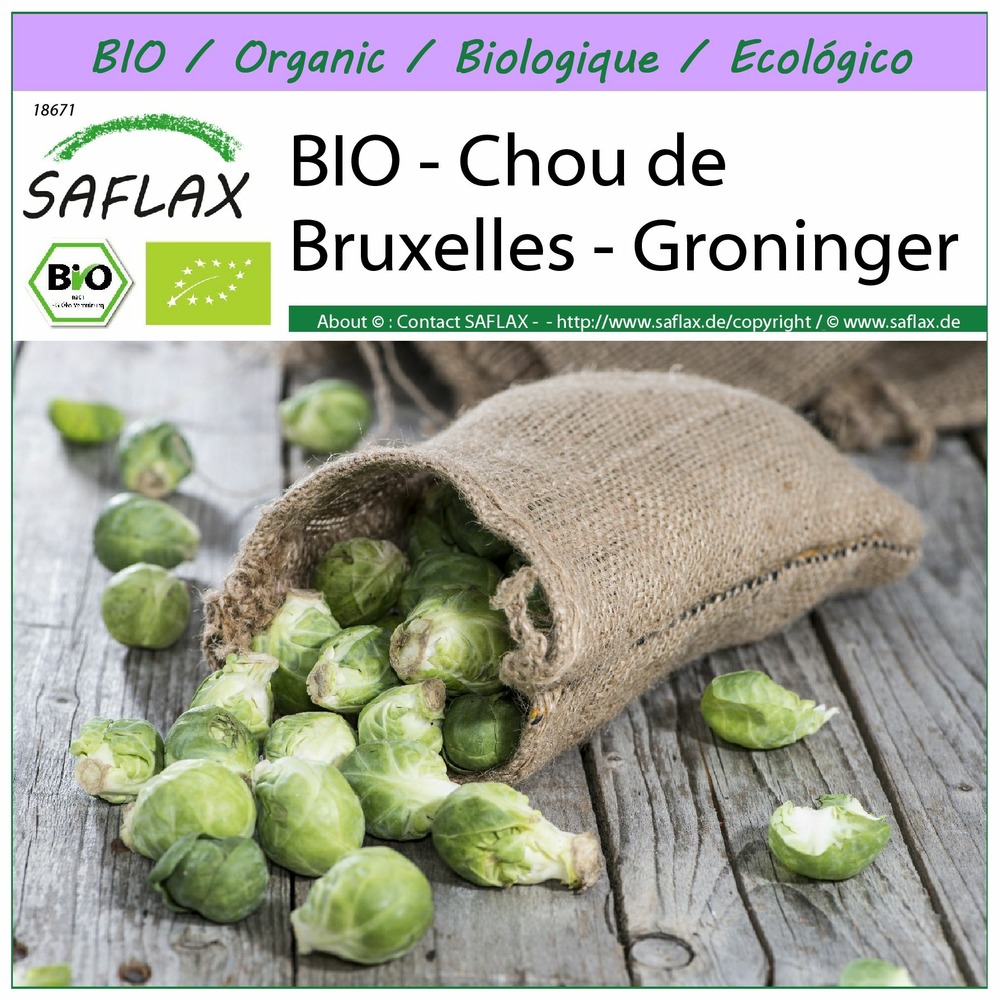 Bio - chou de bruxelles - groninger - 30 graines - brassica oleracea var. Gemmifera