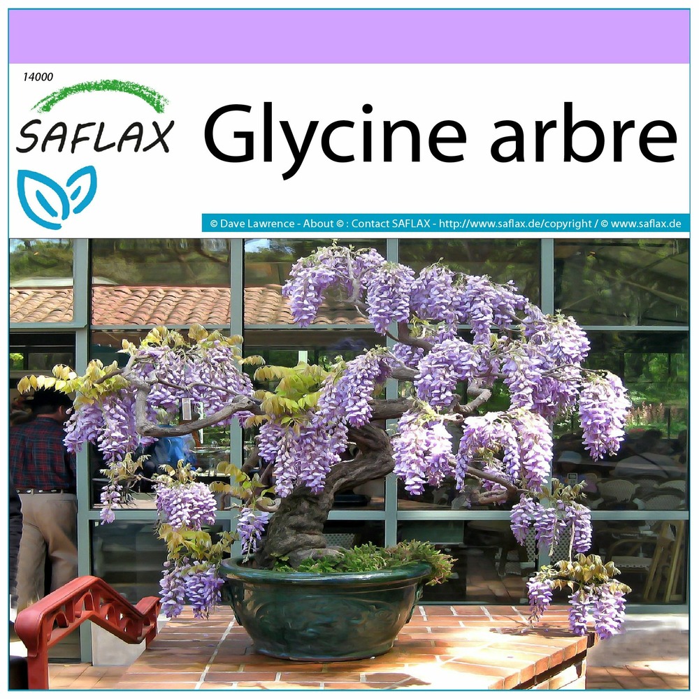 Glycine arbre - 15 graines - bolusanthus speciosus