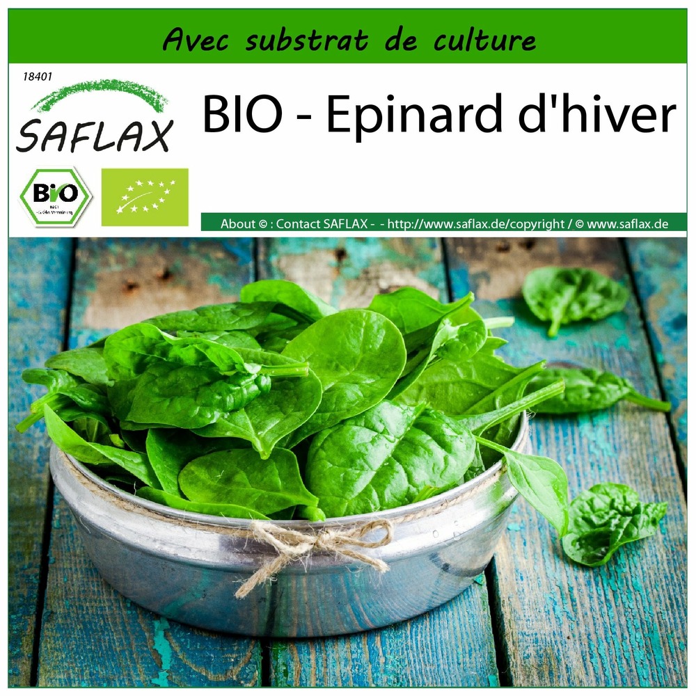 Bio - epinard d'hiver - 250 graines - avec substrat - spinacia oleracea