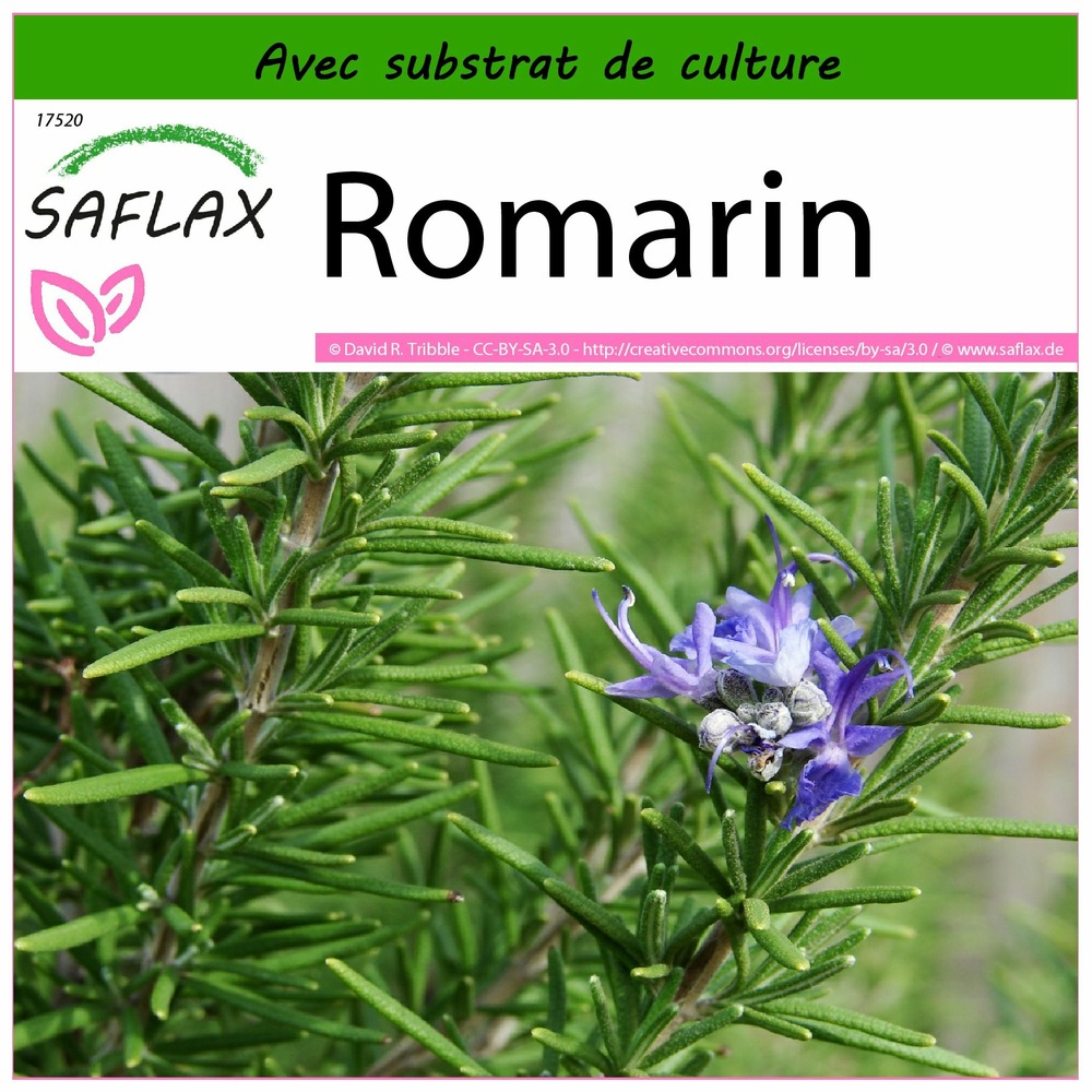 Romarin - 100 graines - avec substrat - rosmarinus officinalis