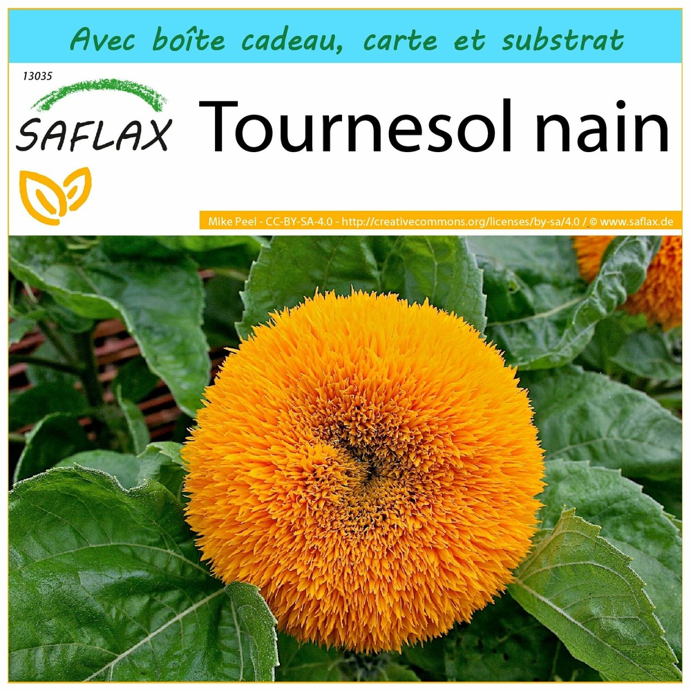 Ensemble-cadeau - tournesol nain - 40 graines - helianthus annuus