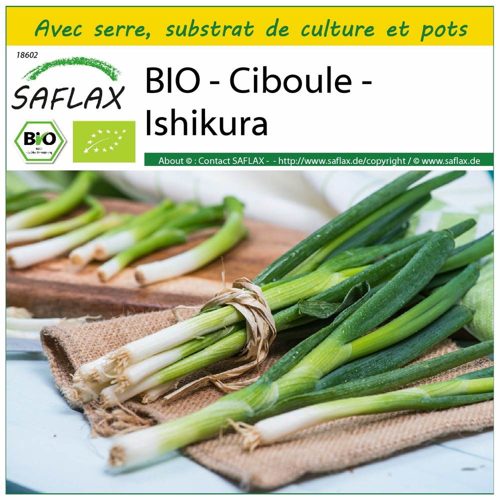 Ensemble de culture - bio - ciboule - ishikura - 150 graines - allium fistulosum