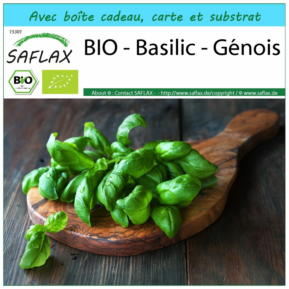 Ensemble-cadeau - bio - basilic - génois - 800 graines - ocimum basilicum