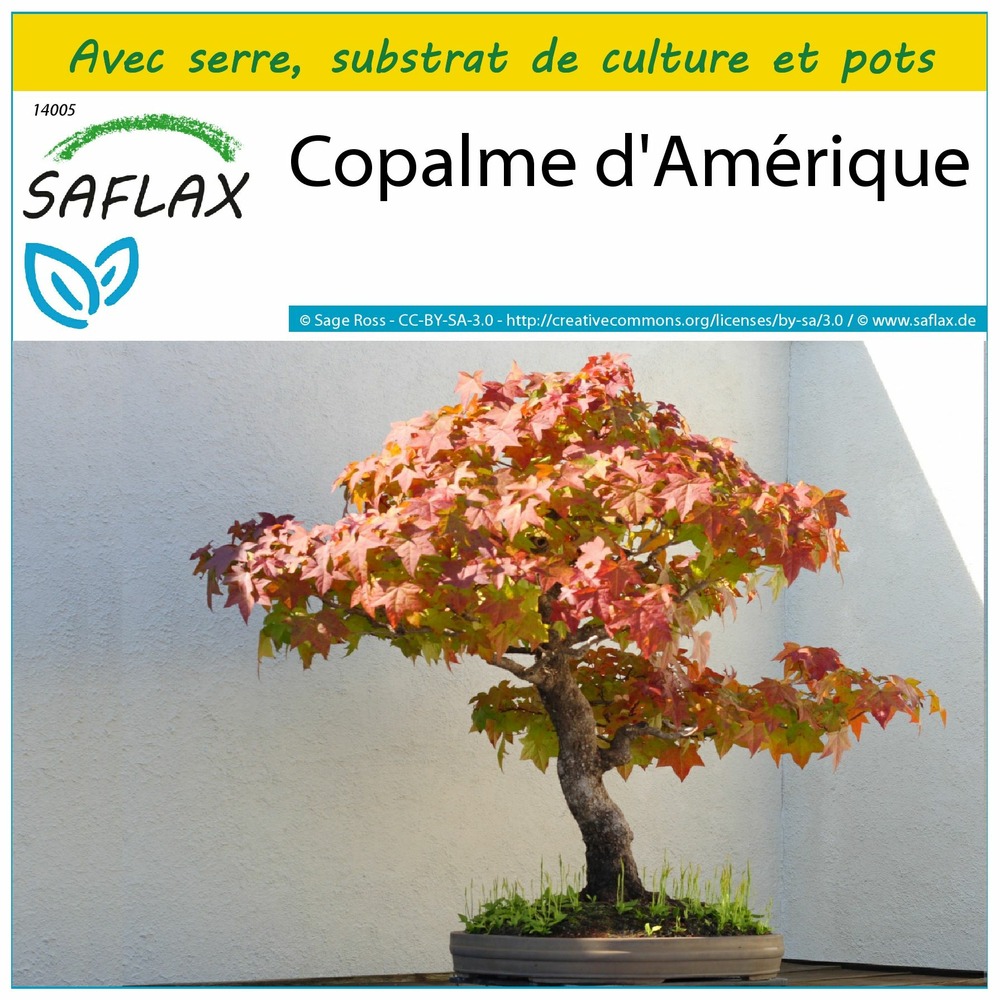 Ensemble de culture - copalme d'amérique - 100 graines - liquidamber styraciflua