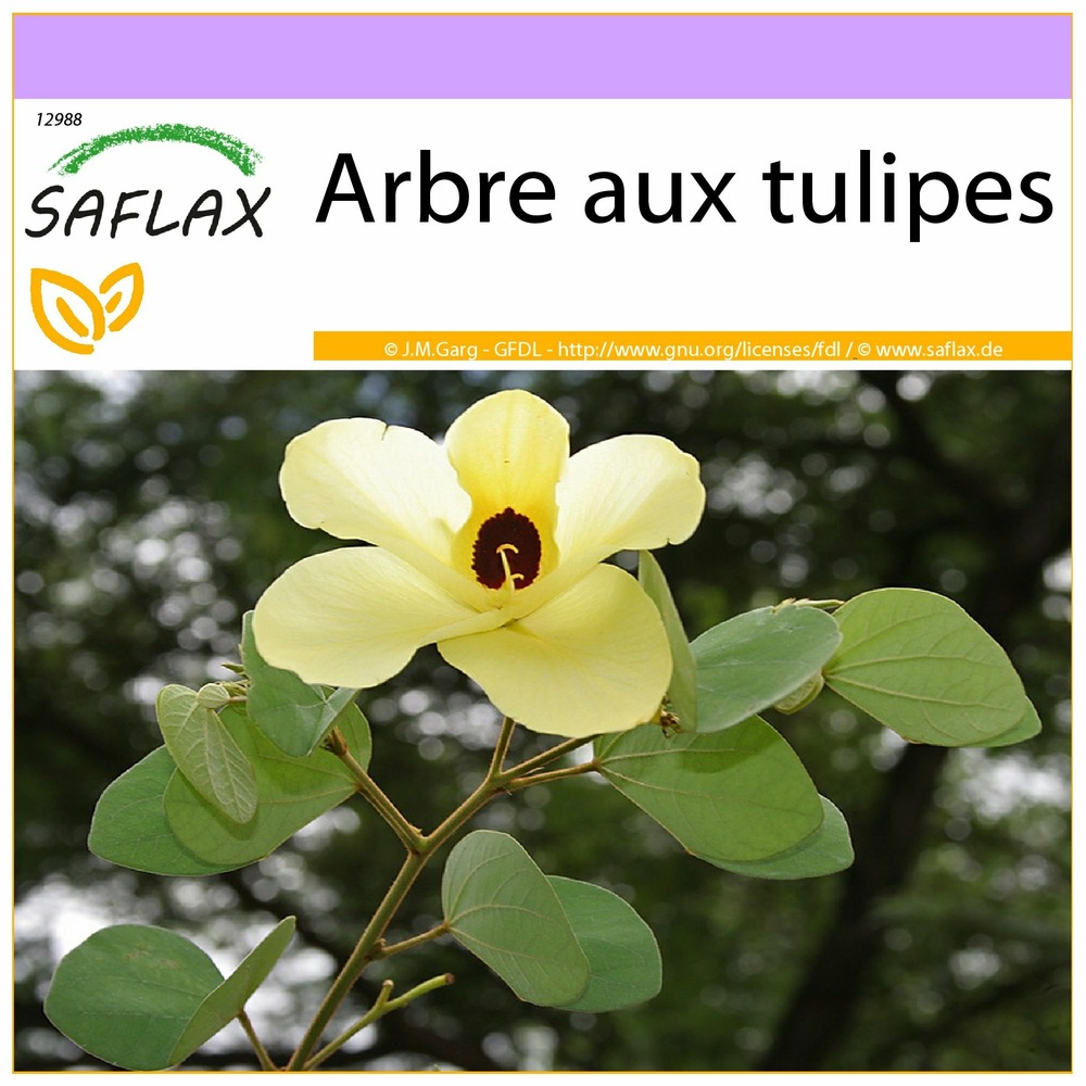 Arbre aux tulipes - 30 graines - bauhinia tomentosa