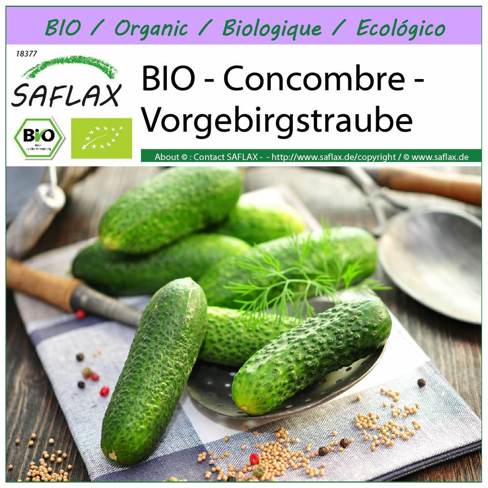 Bio - concombre - vorgebirgstraube - 15 graines - cucumis sativus