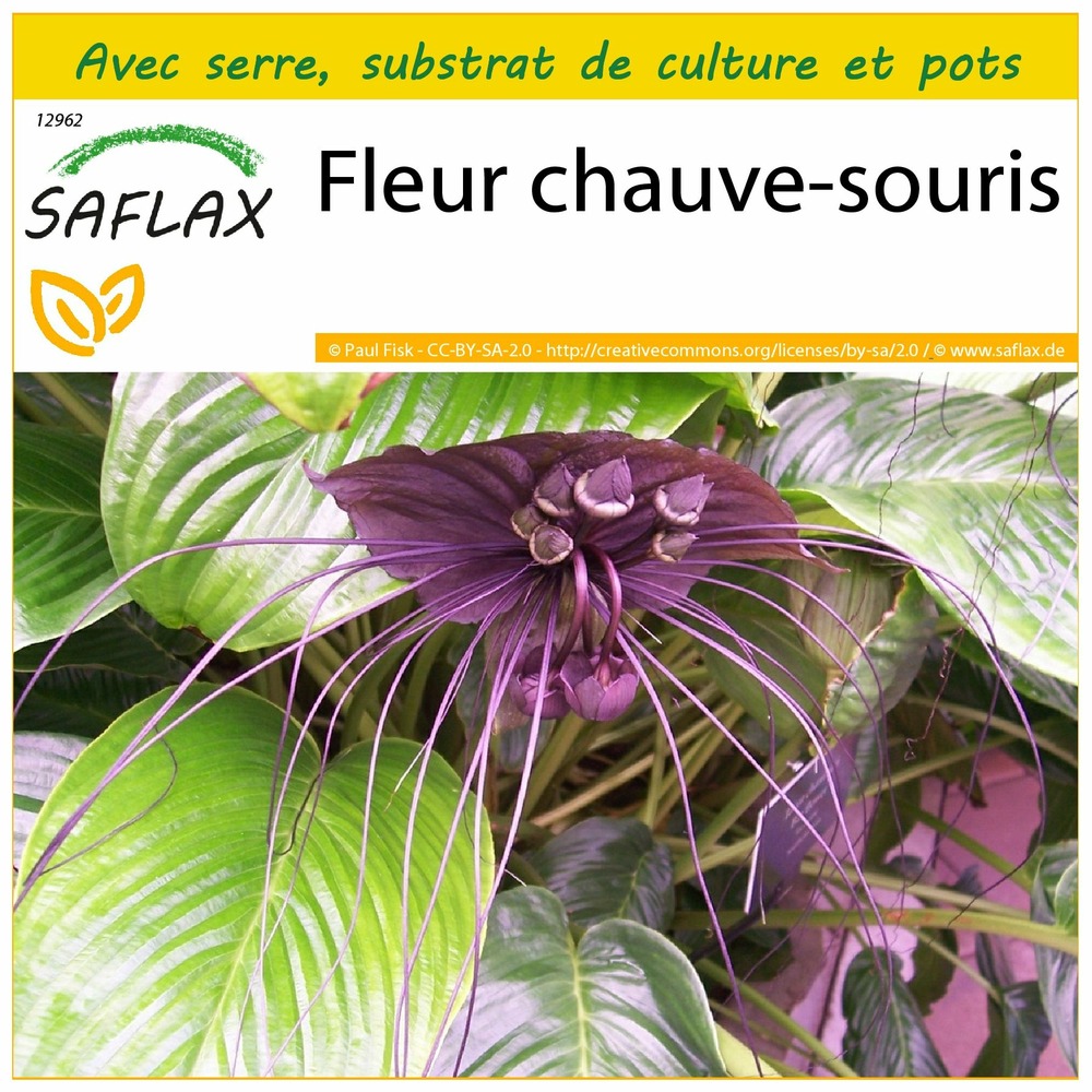 Kit de culture - fleur chauve-souris - 10 graines  - tacca chantrieri
