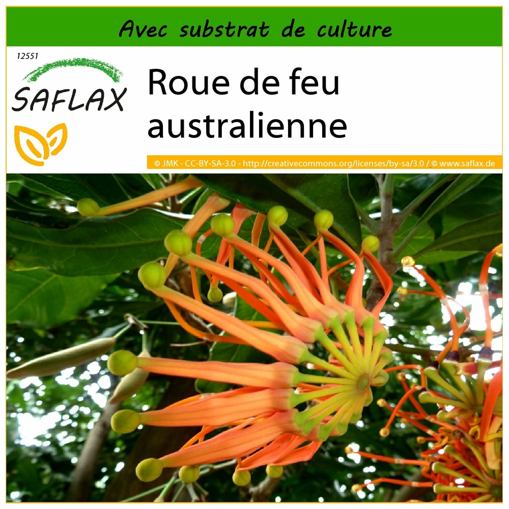 Roue de feu australienne - 20 graines - avec substrat - stenocarpus sinuatus
