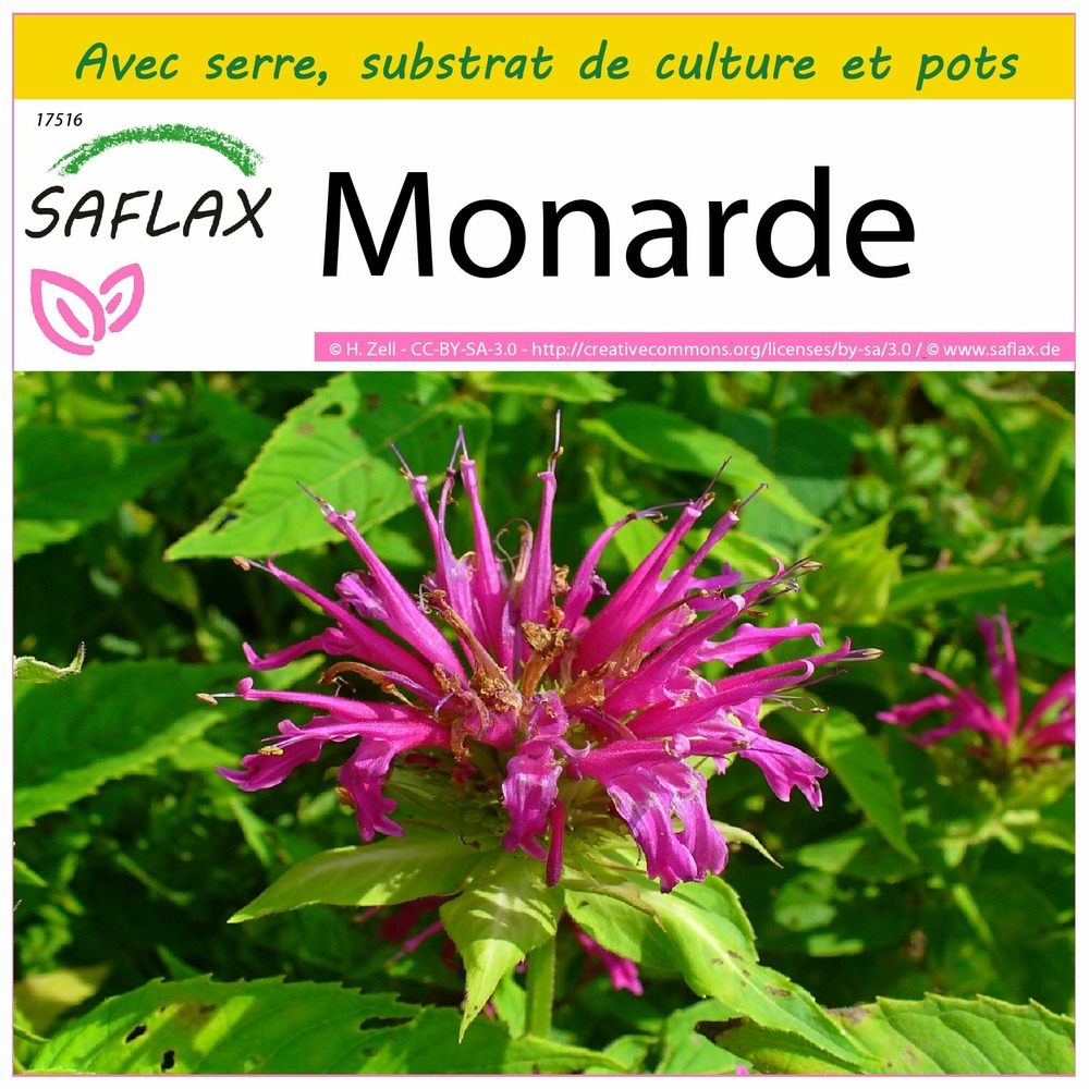 Ensemble de culture - monarde - 20 graines - monarda didyma