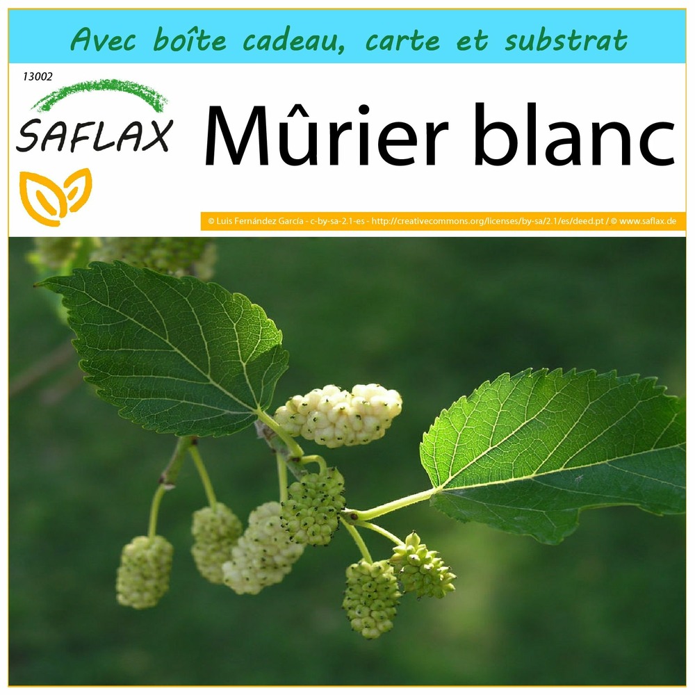 Ensemble-cadeau - mûrier blanc - 200 graines - morus alba