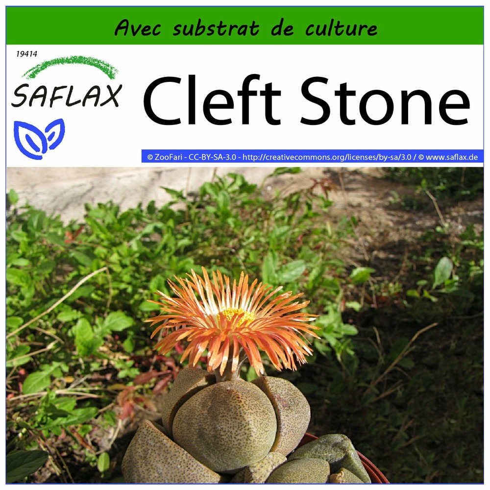 Cleft stone - 40 graines - avec substrat - pleiospilos nelii