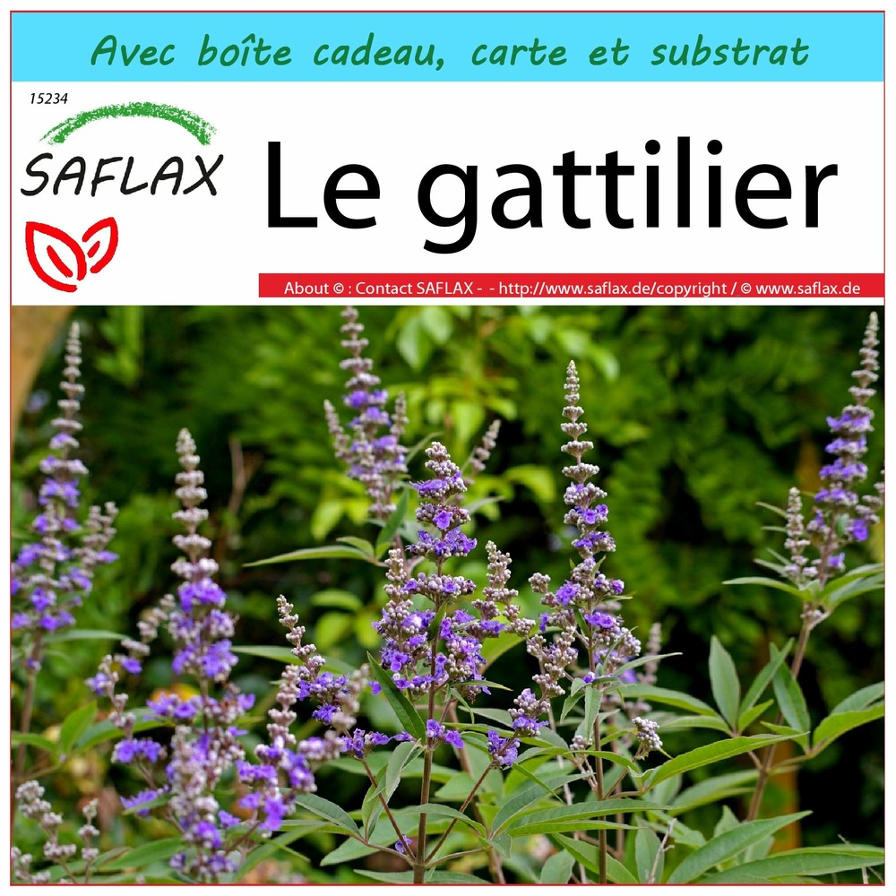 Ensemble-cadeau - le gattilier - 30 graines - vitex agnus-castus
