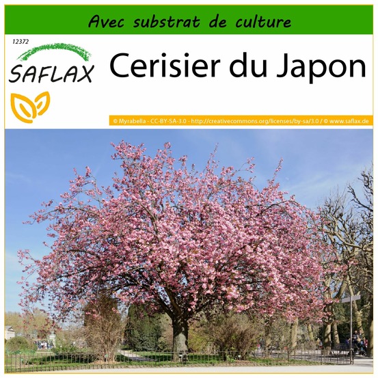 Cerisier du japon - 30 graines - avec substrat - prunus serrulata