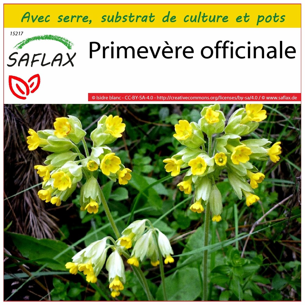 Ensemble de culture - primevère officinale - 100 graines - primula veris
