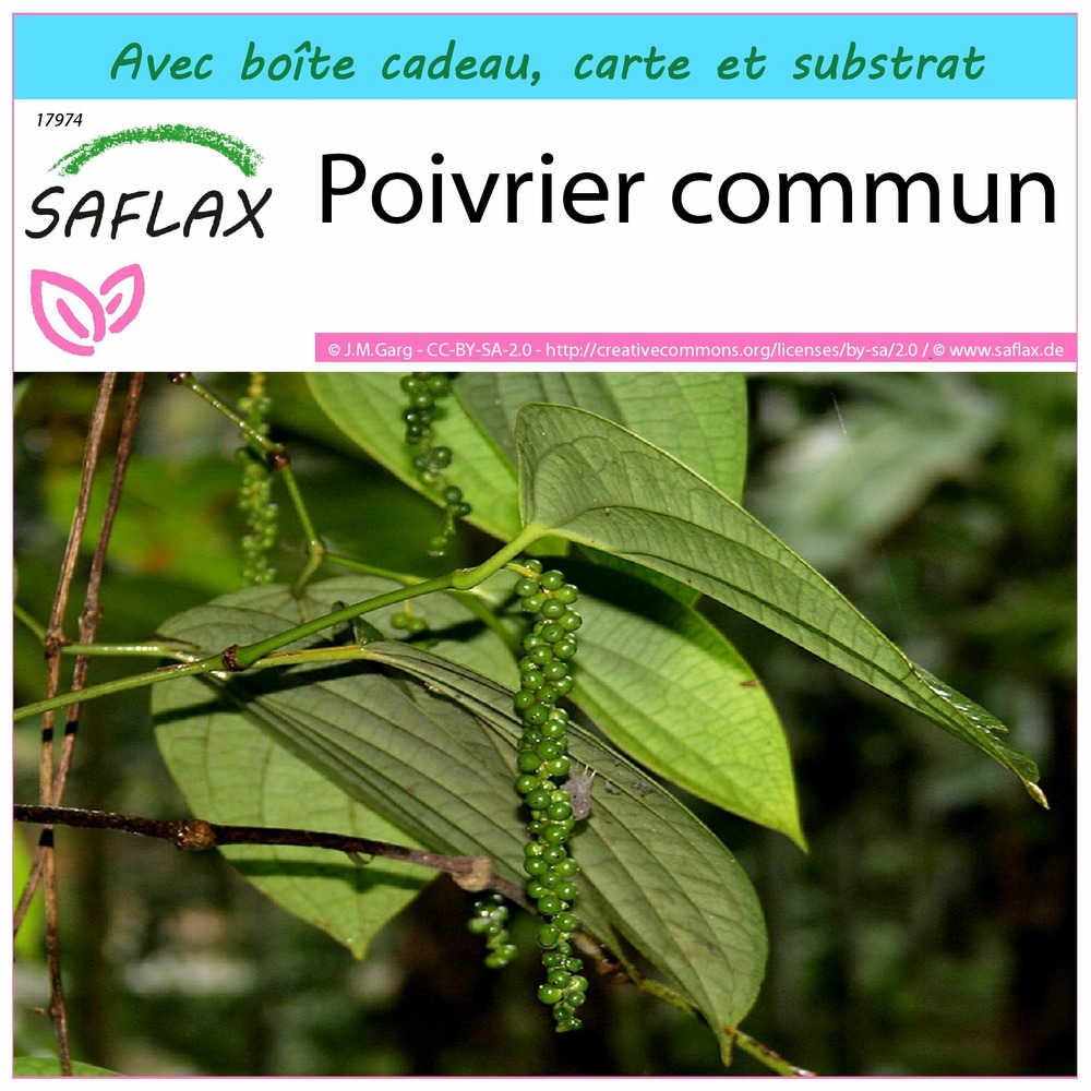 Ensemble-cadeau - poivrier commun - 20 graines - piper nigrum