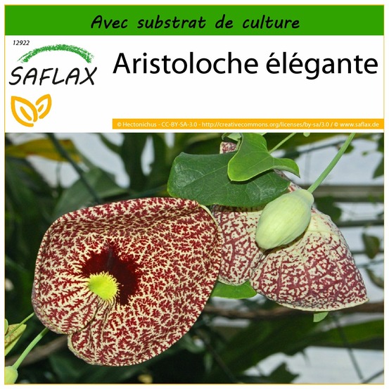 Aristoloche élégante - 80 graines - avec substrat - aristolochia littoralis syn. Elegans