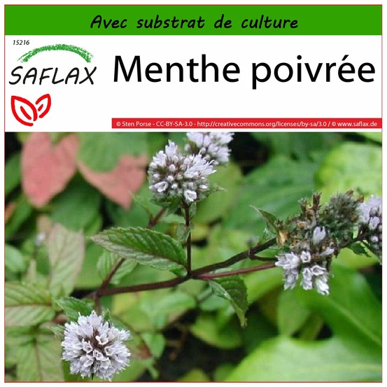 Menthe poivrée - 300 graines - avec substrat - mentha piperita