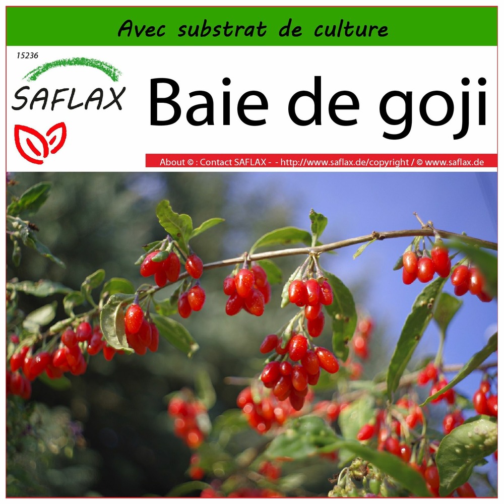 Baie de goji - 200 graines - avec substrat - lycium chinensis