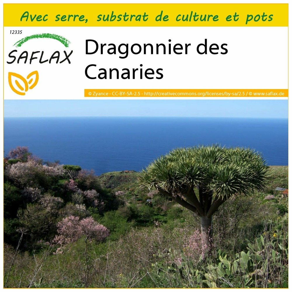 Ensemble de culture - dragonnier des canaries - 5 graines - dracaena draco