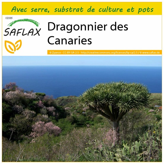 Ensemble de culture - dragonnier des canaries - 5 graines - dracaena draco