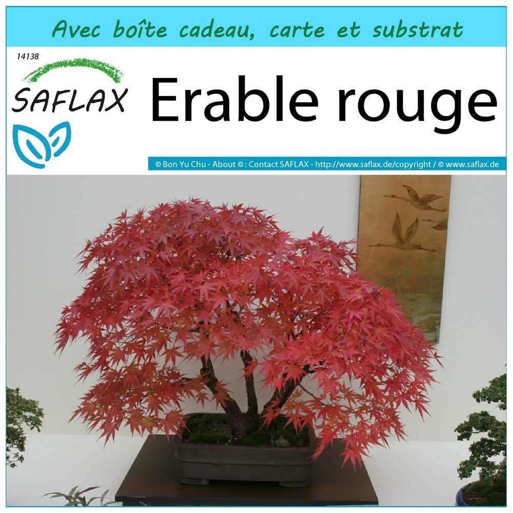 Ensemble-cadeau - erable rouge - 20 graines - acer rubrum