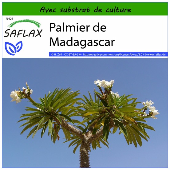 Palmier de madagascar - 10 graines - avec substrat - pachypodium lamerei