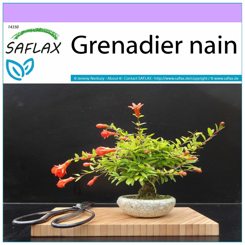 Grenadier nain - 50 graines - punica granatum nana